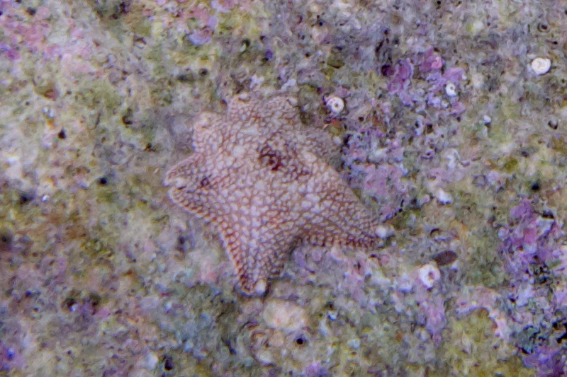 Aquilonastra sp. - from Cyprus